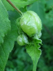 Contarinia negundinis