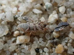 Microlarinus lypriformis