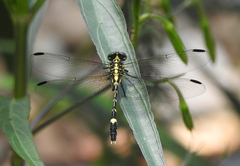 Austrogomphus amphiclitus