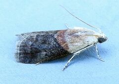 Acrobasis palliolella