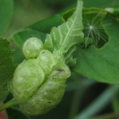 Contarinia negundinis