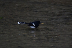 Enicurus leschenaulti