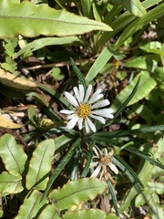 Celmisia major brevis