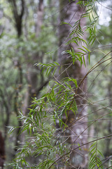 Dendrobium cunninghamii
