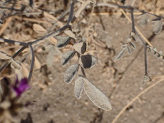 Psorothamnus emoryi emoryi