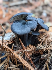Entoloma serrulatum