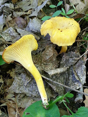 Cantharellus chicagoensis