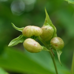 Contarinia negundinis