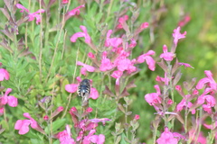 Xylocopa tabaniformis parkinsoniae