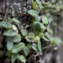 Bulbophyllum pygmaeum