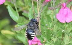 Xylocopa tabaniformis parkinsoniae