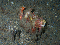 Calappa gallus