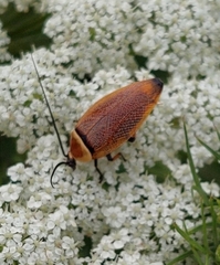 Ellipsidion humerale