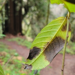 Frangula californica