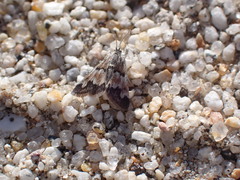 Noctueliopsis