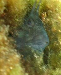 Parablennius tasmanianus