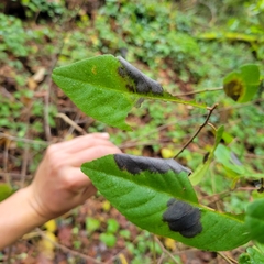 Frangula californica