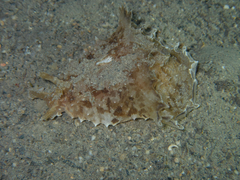 Dolabella auricularia