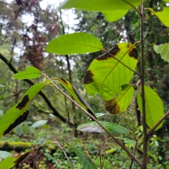 Frangula californica