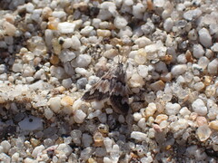Noctueliopsis