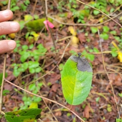 Frangula californica