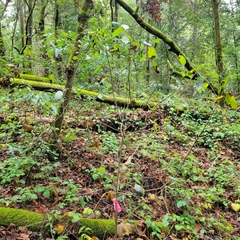 Frangula californica