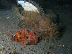 Antennarius striatus