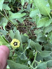 Physalis mollis