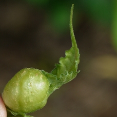 Contarinia negundinis