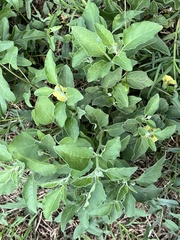Physalis mollis