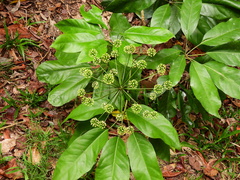 Mackinlaya macrosciadea