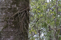 Dendrobium cunninghamii