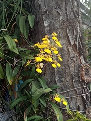 Gomesa bifolia
