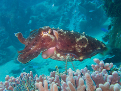 Sepia latimanus