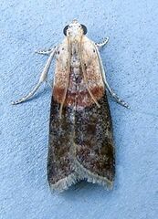 Acrobasis palliolella