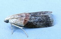 Acrobasis palliolella