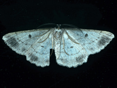 Scioglyptis chionomera