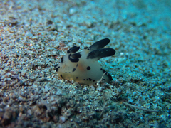 Thecacera