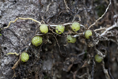 Bulbophyllum pygmaeum