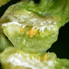 Contarinia negundinis