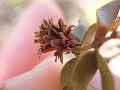 Asphondylia rosetta
