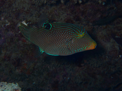 Canthigaster papua