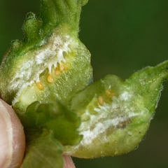 Contarinia negundinis