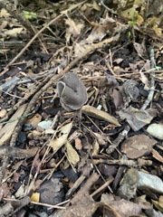 Helvella macropus