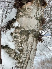Betula neoalaskana