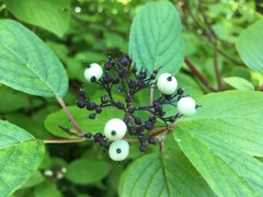 Cornus sericea