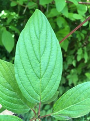 Cornus sericea