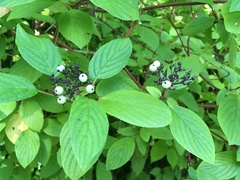 Cornus sericea