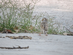 Spizella pallida