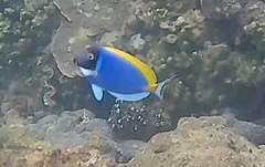 Acanthurus leucosternon